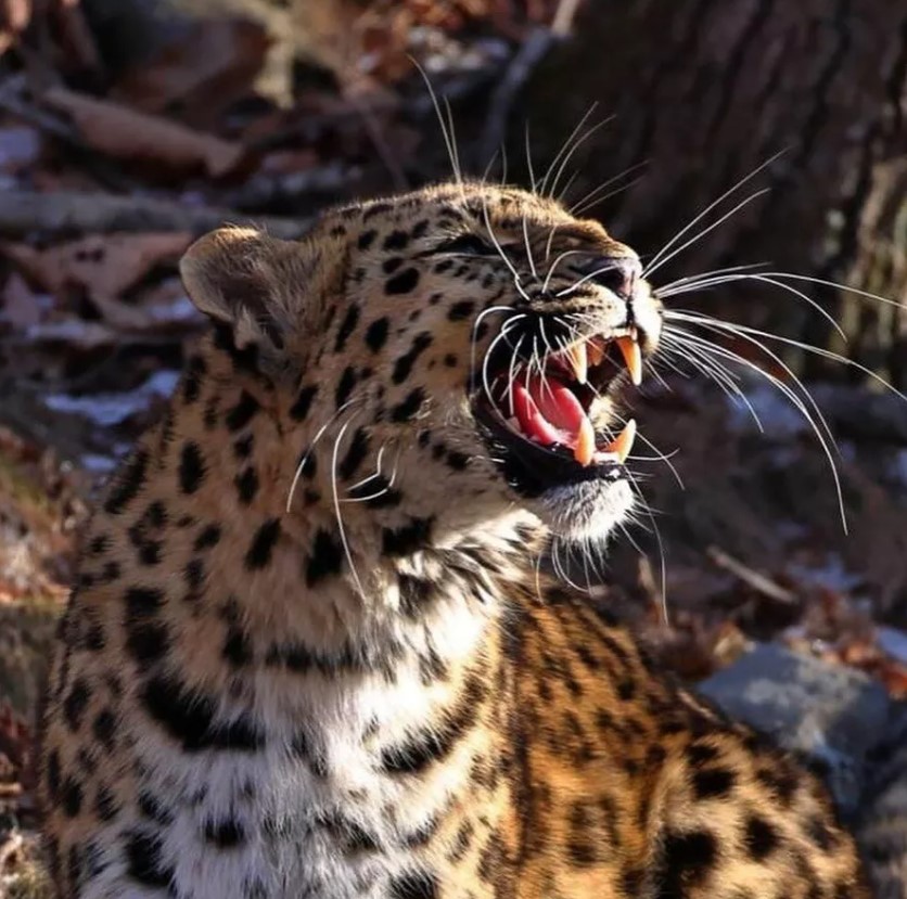 В россии выросла популяция редчайшего дальневосточного леопарда 