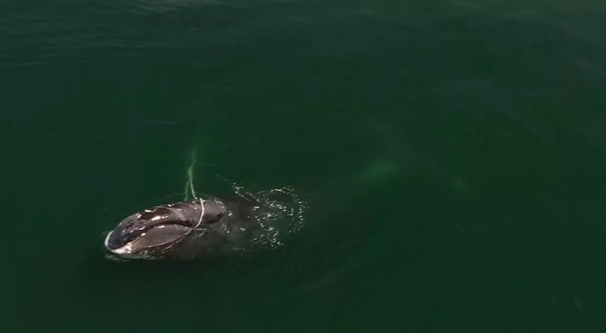 Спасатели срезали почти все снасти, в которых запутался кит в охотском море 