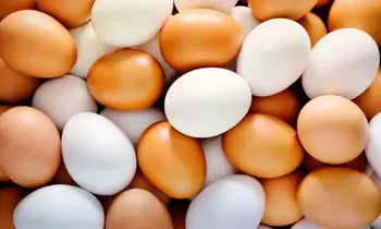 На фермерском объединении eşret производят более 30 тысяч куриных яиц в сутки 