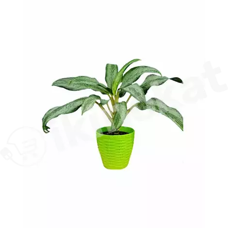 Aglaonema  