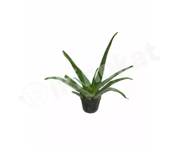 Aloe wera  