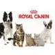 Сухой корм royal canin "savour exigent" для привередливых кошек от 1 года, 10 кг Royal canin 